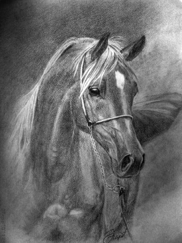 Как нарисовать лошадь карандашом поэтапно - ДейФан